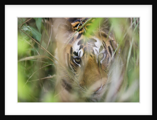 Bengal Tiger Cub Hiding in Tall Grass by Anonymous