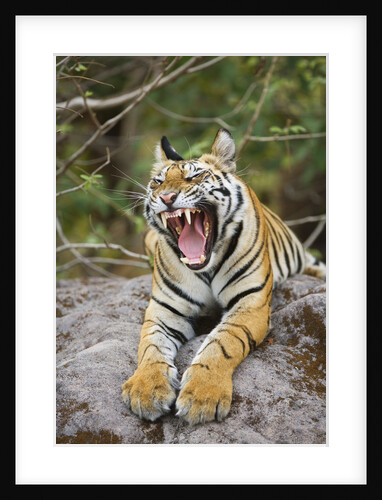 Bengal Tiger Cub Yawning by Anonymous