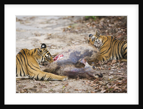 Two Bengal Tigers Feeding on Fresh Sambar Deer Kill by Anonymous
