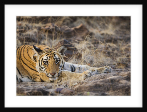 Bengal Tiger Cub Lying on Rocky Ground by Anonymous