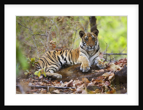Bengal Tiger Cub Resting in Monsoon Forest by Anonymous