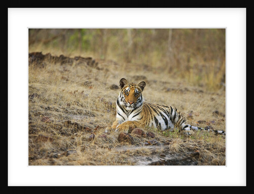 Bengal Tiger Cub Resting on Rocky Ground by Anonymous