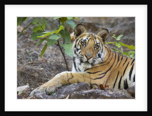 Bengal Tiger Cub Lying on Rock by Anonymous