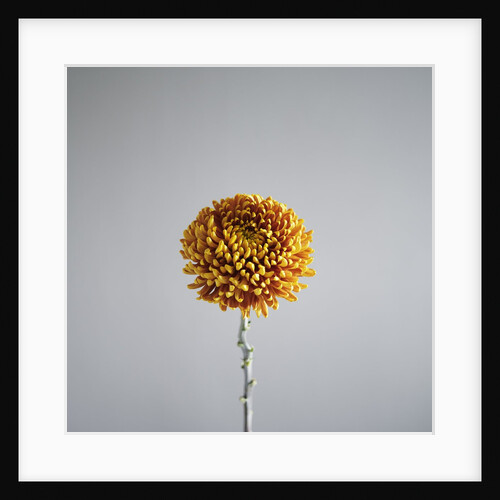 Orange Flower by Anonymous