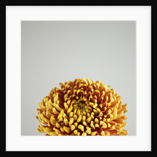 Orange Flower by Anonymous