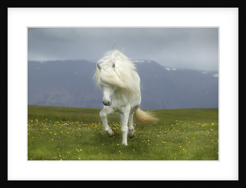 Icelandic Pony by Anonymous