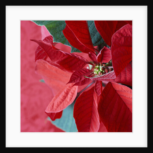 Christmas Decorations by Anonymous