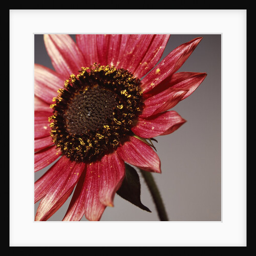 Sun Flower off Center by David Roseburg