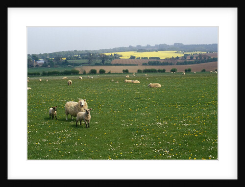 Sheep in Meadow in England by Anonymous