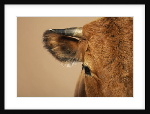 Cow's Face by Anonymous