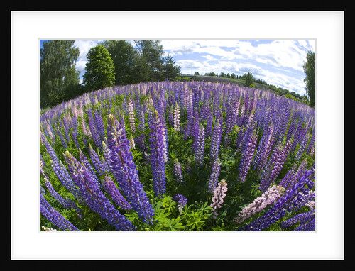 Russel Lupine in large field in Olso Norway near the airport. by Anonymous