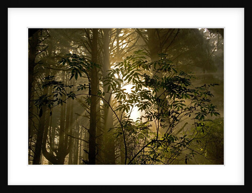 Fog in Sitka Spruce on Oregon Coast by Anonymous