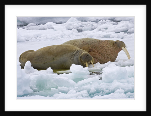 Walrus on Pack Ice on Spitsbergen Island by Anonymous