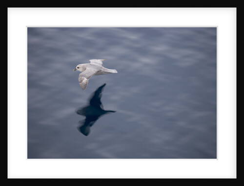 Northern Fulmar Flying Just Above Water by Anonymous