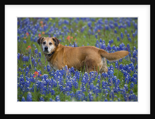 Dog in Field of Blue Bonnets by Anonymous