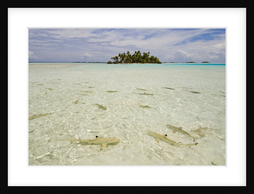 Sharks at Blue Lagoon Beach by Anonymous