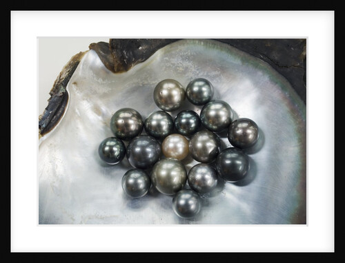 Black Pearls in Shell by Anonymous