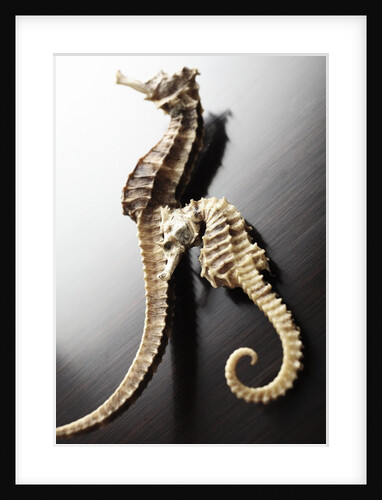 Dried Seahorses by Anonymous