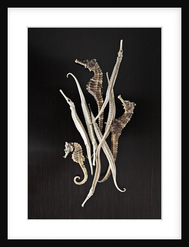 Dried Seahorses and Pipefish by Anonymous