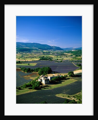 Lavender Fields and Green Valley by Anonymous