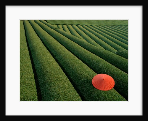 Umbrella in Tea Fields by Anonymous