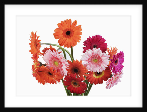 Barberton Daisies by Anonymous