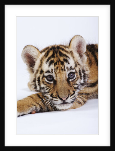 Tiger Cub by Anonymous