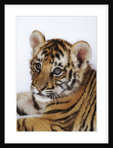 Tiger Cub by Anonymous