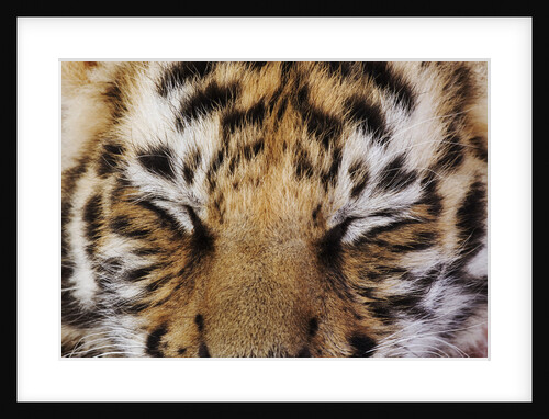 Tiger Cub by Anonymous