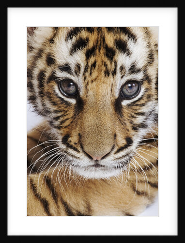 Tiger Cub by Anonymous