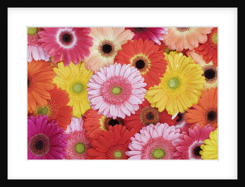 Barberton Daisies by Anonymous