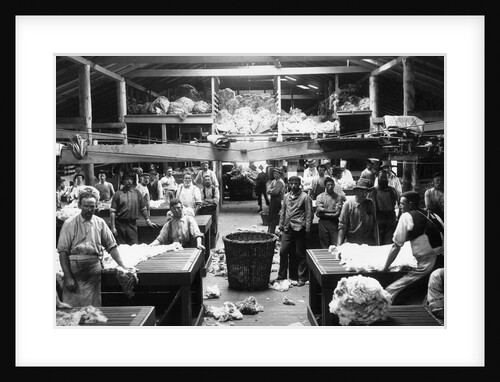Wool Sorting at Burrawong Station by Anonymous