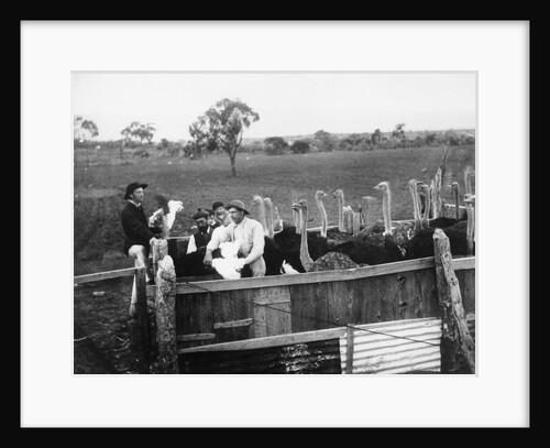 Ostrich Farm near Port Augusta, South Australia by Anonymous
