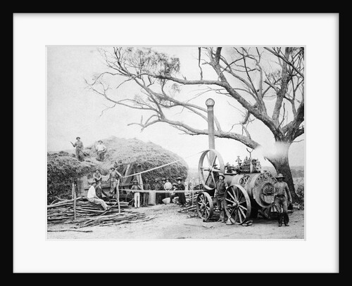 Australian Farmers at chaff cutting plant by Anonymous