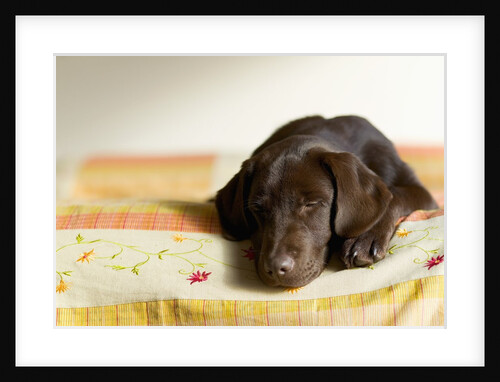 Chocolate Lab Puppy on Bed by Anonymous