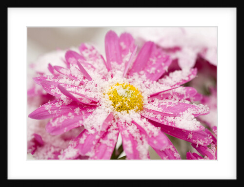 Snow on Flower by Anonymous