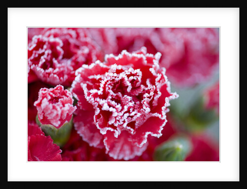 Frost on Flowers by Anonymous
