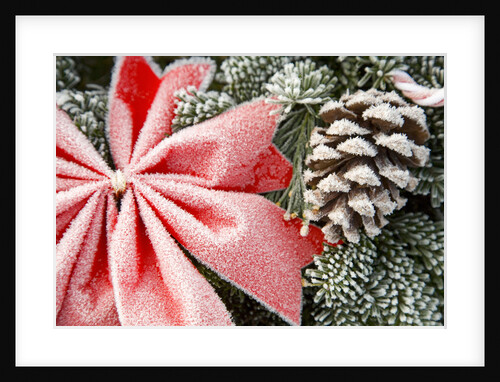 Christmas Decoration on Tree Covered with Frost by Anonymous