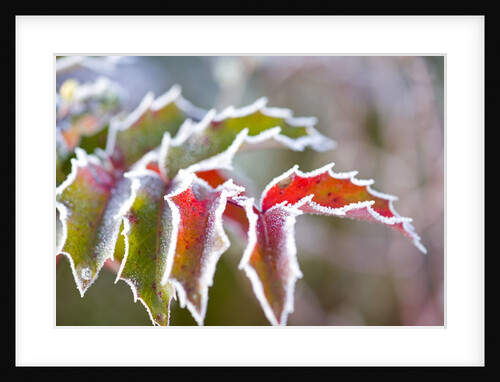 Frost on Leaves by Anonymous