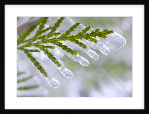 Close-Up of Ice-Covered Conifer by Anonymous