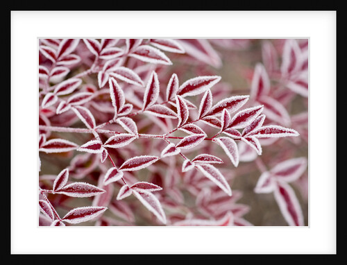 Frost on Red Leaves by Anonymous