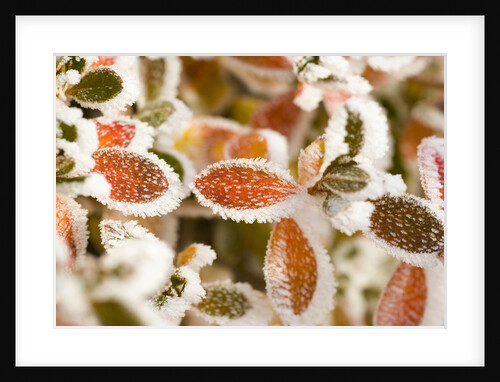 Frost-Covered Leaves by Anonymous