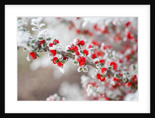 Frost-Covered Berries by Anonymous