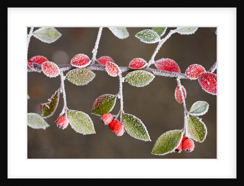 Frost-Covered Branch by Anonymous