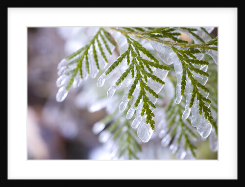 Close-Up of Ice-Covered Conifer by Anonymous