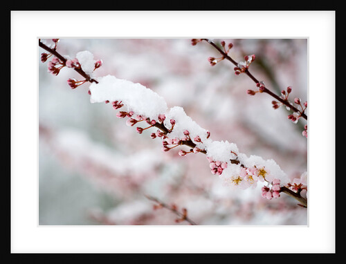 Snow on Cherry Tree Branch by Anonymous