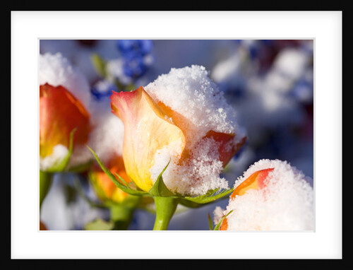 Snow-Covered Roses by Anonymous