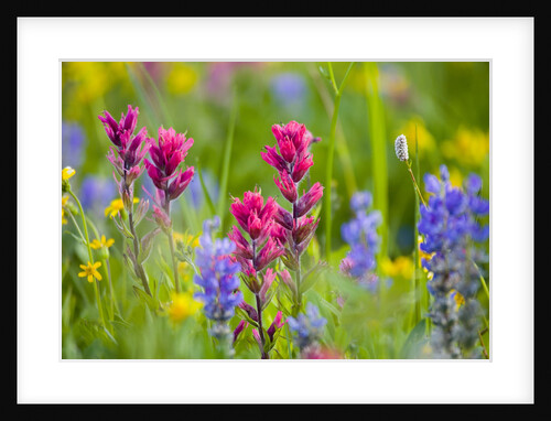 Wildflowers in Mount Rainier National Park by Anonymous