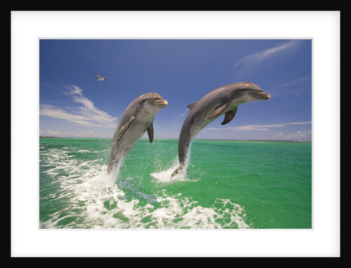 Bottlenosed Dolphins Leaping in Caribbean Sea by Anonymous