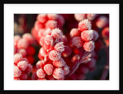 Frost-Covered Berries by Anonymous